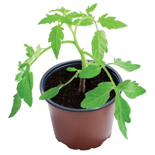 Vasos de cultivo profissionais de 9 cm pacote com 10