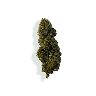 CBN/CBC-Blüte - GELATO CBN/CBC-Blüte - GELATO