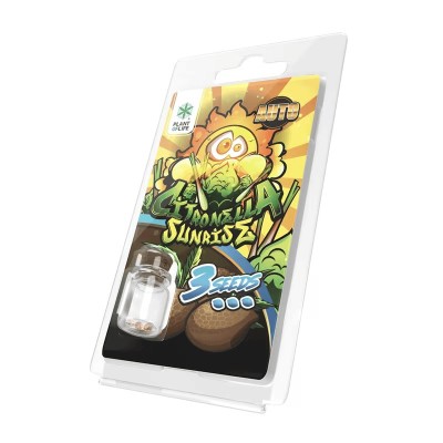 3 Sementes Citronella Sunrise AUTO | Plant of Life 3 Sementes Citronella Sunrise AUTO | Plant of Life