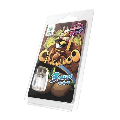 3 Sementes Chocoloco FEMINIZADA | Plant of Life 3 Sementes Chocoloco FEMINIZADA | Plant of Life