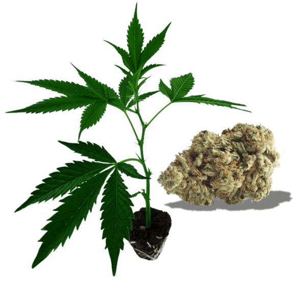 Miracle Alien Cookies