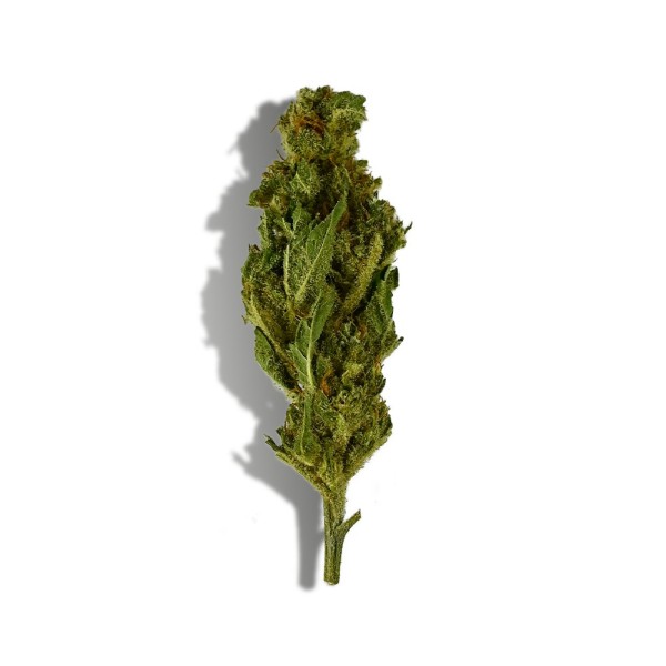 Fiore di CBD - ROYAL HAZE