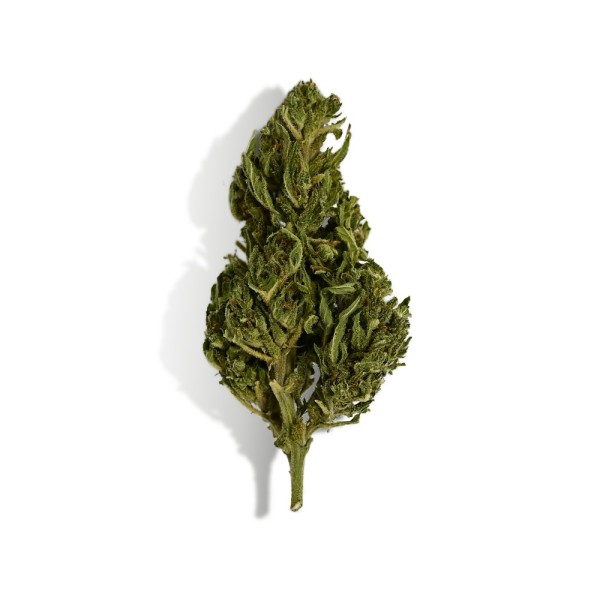 CBD-Blüte - EUPHORIA