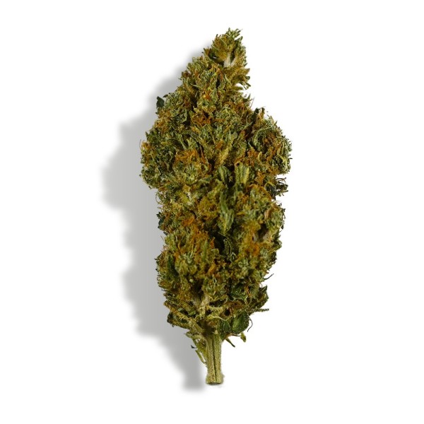 CBD-Blüte - SHERBET